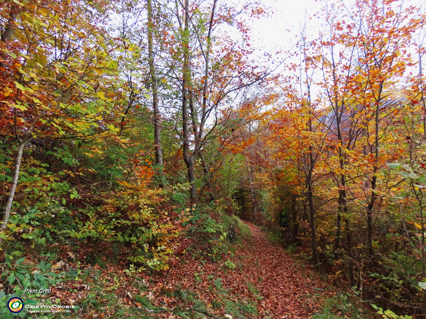 66 Sul sent. 234 nel bosco coloratissimo  d'autunno.JPG